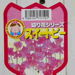 XC[gs[ c sN 3.5 ؂Ԃɂ 251125