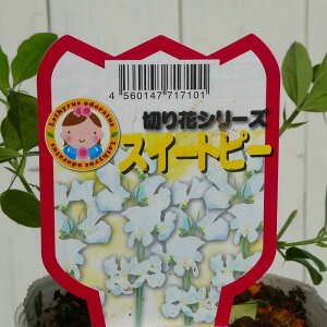 XC[gs[ c zCg  3.5 ؂Ԃɂ 251125