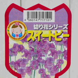 XC[gs[ c u[  3.5|bg ؂Ԃɂ 251125