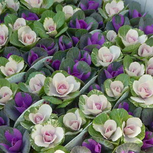 tO c ~jtO fGbg Ԕ񂹐A  Ԓdc  ԕc 251104