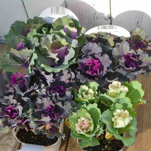 ~jtO c WG[sA 3 ߂ n{^  Ԓdc  251104