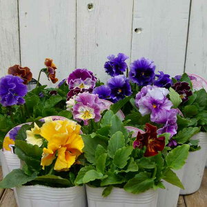 rI c t炫 veB ԐFC 3 ~̉Ԓdc 251106