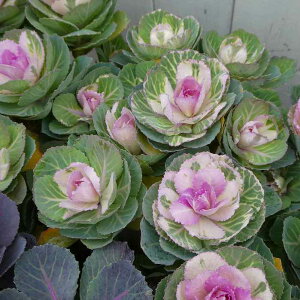 tO c t̉ xtO t ۗt 3.5 ~̉Ԓdc 251111