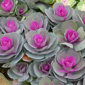 tO c xtO ԗt ۗt 3.5|bg ~̉Ԓdc 251106