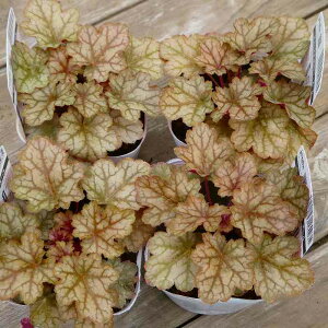 q[P c WW[G[ 3.5 c{TS R쑐 A h 251106