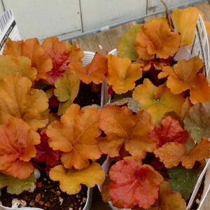 q[P c N[u 3.5 c{TS R쑐 A h 251106