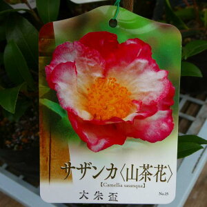 TUJ c u d炫 4  R  Ԗ ~̉ 251111