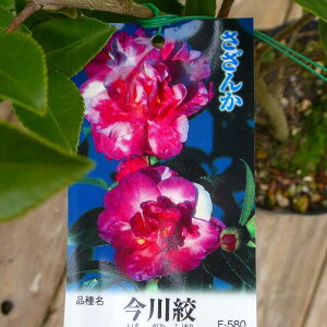 TUJ c i 4 R  Ԗ ~̉ 251111