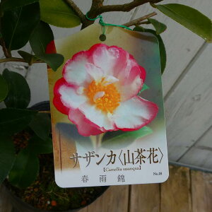 TUJ c tJ 4 R  Ԗ ~̉ 251111