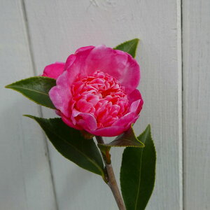 TUJ c  4 R  Ԗ ~̉ 251111