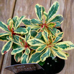 [tHrA 3 c r[uh  h N J[[t 251111