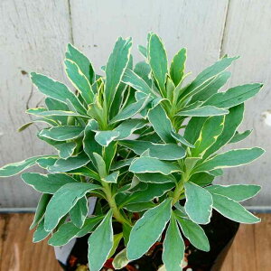 [tHrA 3 c Vo[X 3  h N J[[t 251111