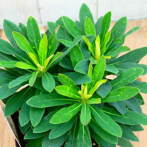 [tHrA 3 c }`[j[ }eB[j 3  h N J[[t 251111