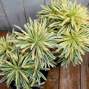 [tHrA 5 ^X}jA^CK[ gE_COT J[[t ϊ   251111