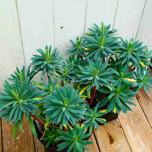 [tHrA 5 EtFj[  h N J[[t 251111