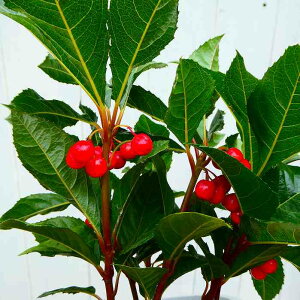 uREW c t 3.5  Mq  OhJo[ ~͎dĂɂ R쑐 A@251125