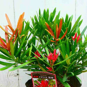 ԉCk}L c x 5  Ύ ډB _ 251111