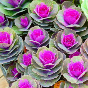 tO c p xtO ԗt ۗt 3.5|bg ~̉Ԓdc 251111