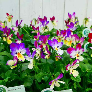 rI c oj[C[Y oj[^Cv 3.5 sN Ԓdc ETM 251118