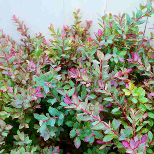 rx[ c 3.5 ʎc u[x[̌ A ϊ ʕ 251111