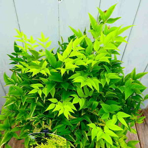 V c C 6 ␫ J[[t t Β A 251111