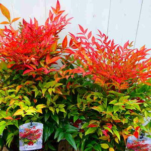 V c IuZX ␫ 6|bg  OhJo[ Β A ̏t 251111