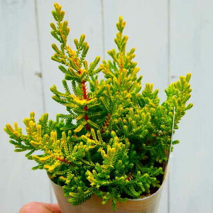 J[i uKX _[cp[bg 2.5|bg c q[X J[[t 251111