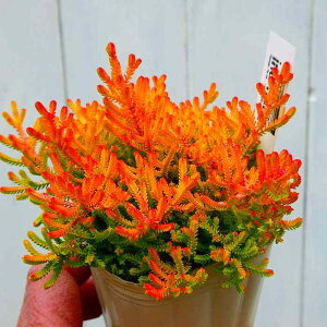 J[i uKX IWWF 2.5|bg c q[X J[[t 251111