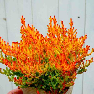 J[i uKX ~JwCY 2.5|bg c q[X J[[t 251111