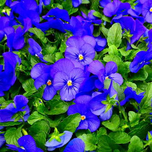 rI c Ah}C[ u[  3.5 ~̉ԕc Ԓdc Ԓdc251120