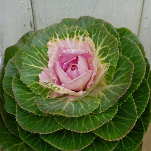 tO c v`iP[ V[ t 3.5  񂹐Aɂ ~̉ԕc n{^ 251113