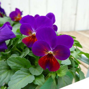 rI c   3.5 ~̉ԕc Ԓdc Ԓdc 251113