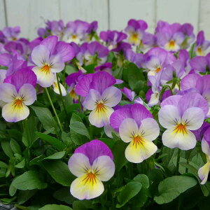 rI c sNbv 3.5 ԕc ~̉ԕc Ԓdc 251127