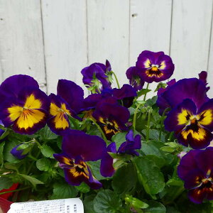 pW[ c 悭炭X~ u[x[pC  rI ~̉ԕc Ԓdc Ԓdc 251113