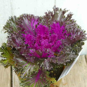 tO c v`iP[ ObV[bh ߂ 3.5  񂹐Aɂ ~̉ԕc n{^ 251113