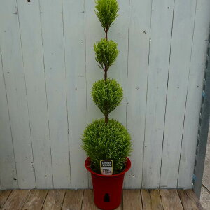 Rjt@[ c gsA[ 6 70cm S[hNXg No.1 251113