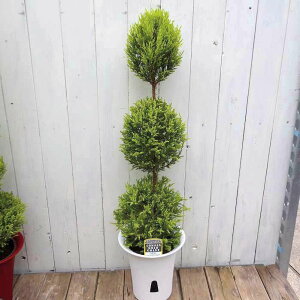 Rjt@[ c gsA[ 6 65cm S[hNXg No.3 251113