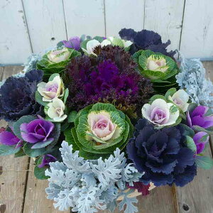 񂹐A i27 tO N Ε  t܂ō炭 a30cm  251115