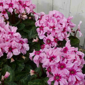 VN C[WA sNe 4 Ε v[g Mtg  A 251118