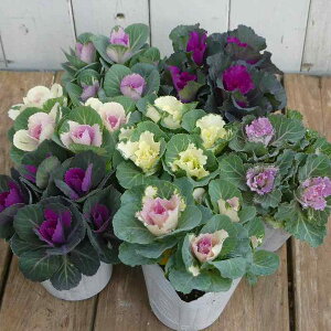 ~jtO c 7Zbg 3 񂹐AɍœK 251118