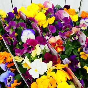 rI c F񂹐A l ԐFC 3.5 ~̉ԕc Ԓdc Ԓdc 251118