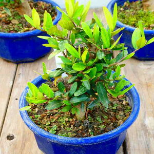 I[u ЂȂ 5 ~͎d 251118