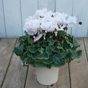 VN i1  t炫 5 Ε v[g Mtg  A 251118