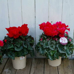 VN i2 t炫 ԉ 5 Ε v[g Mtg  A 251118