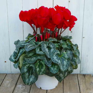 VN i3 ԉ VgEX 6 Ε v[g Mtg  A 251118