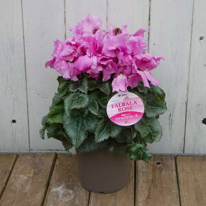 ̃VN i4 5 t@o[Y  Ε v[g Mtg  A 251118