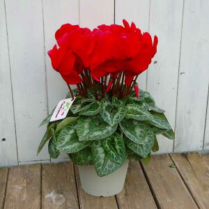 VN i5 ԉ bhu 5 Ε v[g Mtg  A 251118