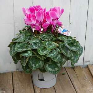 VN i6 pXe sNi 5 ʋ Ε v[g Mtg  A 251118