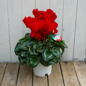 VN i38 5 Ε v[g Mtg  A 251203