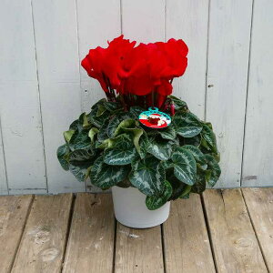 VN i41 5 Ε v[g Mtg  A 251203